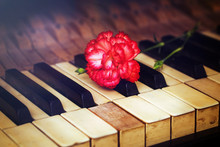 Old Vintage Gand Piano Keys With A Red Carnation Flower, Vintage
