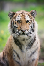Tiger Cub Portrait Close Up