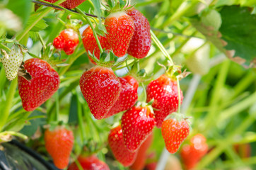 fresh strawberries