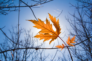 Wall Mural - maple leaf red autumn tree sky