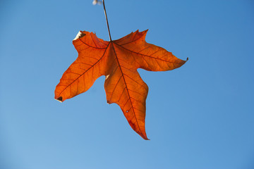 Wall Mural - sycamore maple leaf red autumn