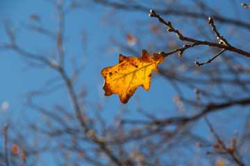 Wall Mural - autumn oak leaf
