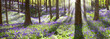 bluebell spring wildflowers