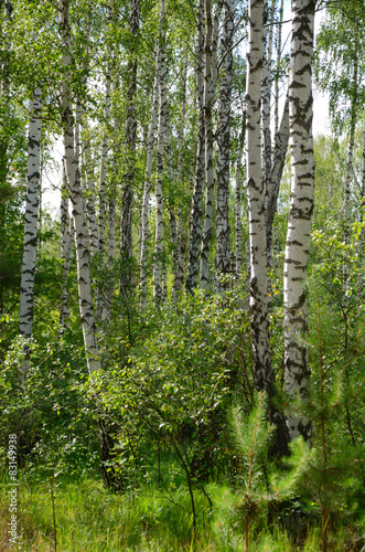 Nowoczesny obraz na płótnie Green birch grove