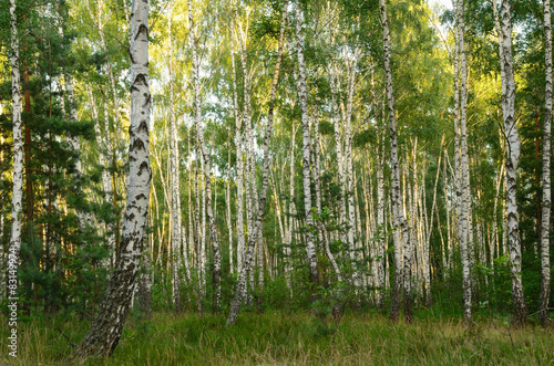 Fototapeta na wymiar Green birch grove