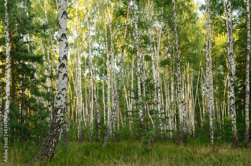 Fototapeta do kuchni Green birch grove