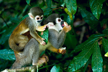 Wall Mural - Squirrel Monkey in amazon rainforest