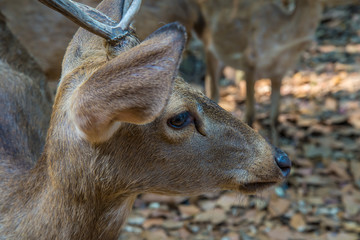 Wall Mural - Deer in the zoo.