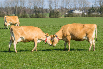 Wall Mural - Jersey cows head to head