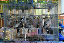 Pigeon In Cage