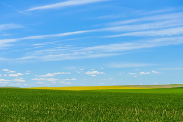 Green field on a background of blue sky with clouds