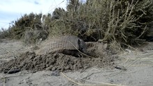 Armadillo Close Up Portrait In Patagonia While Eating