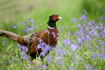 Canvas Print - Common pheasant, Phasianus colchicus,