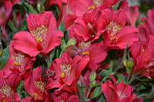 Blumenhintergrund - Inkalilien - Rot - Alstroemeria
