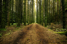 Dirt Road Through A Swedish Spruce Forest