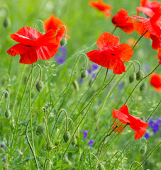 Wall Mural -  red poppy on cereal field