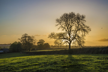 Wall Mural - tree in fields at sunset with golden sky , cornwall, uk