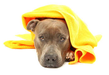 Poster - American Staffordshire Terrier with towel isolated on white