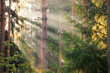 Sun rays in the middle of forest