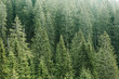 Green coniferous forest with old spruce, fir and pine trees