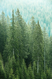 Fototapeta Las - Green coniferous forest with old spruce, fir and pine trees