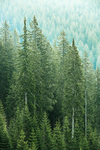 Green Coniferous Forest With Old Spruce, Fir And Pine Trees