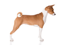 Basenji Dog Standing