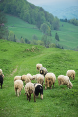 Wall Mural - traditional sheep grazing on hills in polish mountains
