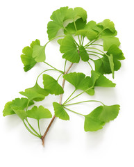 Wall Mural - ginkgo biloba leaves isolated on white background