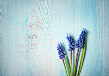 Blue Flowers Muscari