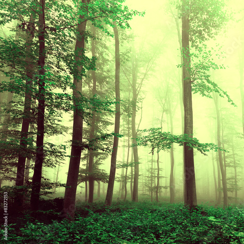 Naklejka - mata magnetyczna na lodówkę Fantasy yellow green foggy beech tree forest