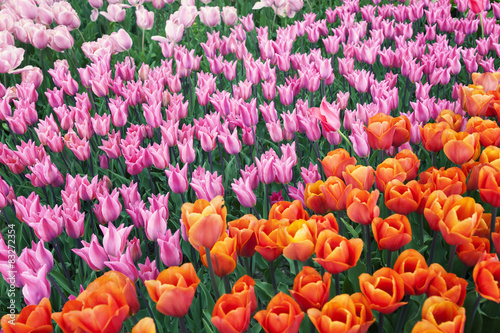 kolorowe-pole-rozowych-i-pomaranczowych-tulipanow
