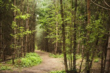 Fototapeta a walk through the trees