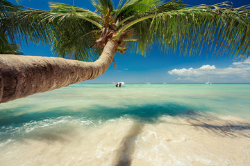 Beautiful palm tree over caribbean sea