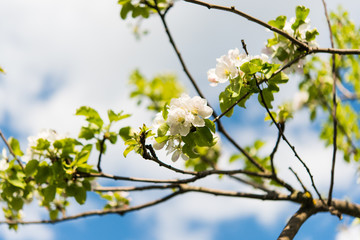 Canvas Print - flowering apple tree in spring