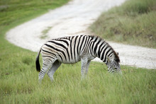 Burchell's Zebra Viewed Grazing Alongside A Road In South Africa