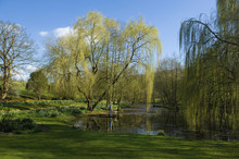 A Woman And A Dog Standing On A Jetty On A Lake, With Weeping Willow Fronds Reaching Down To The Water.