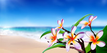 Plumeria Flowers On The Beach

