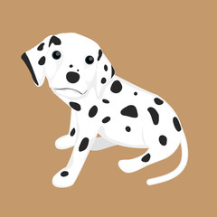 Wall Mural - Dalmatian