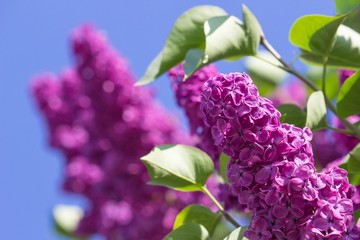 syringa vulgaris 