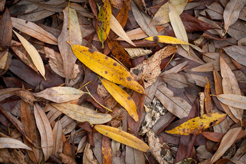 Wall Mural - autumn leaves
