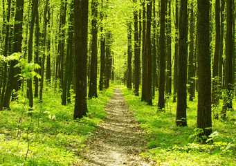 Naklejka na meble  forest