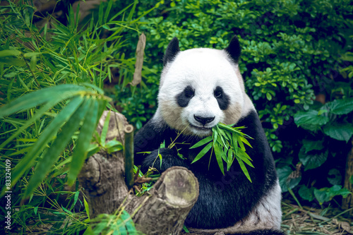 Giant panda Canvas Print