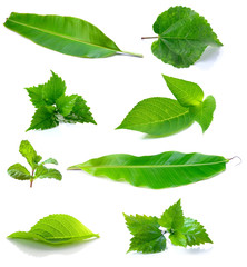 Green leaf on white background