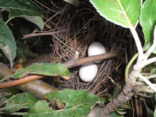 Nest wirh eggs of birds