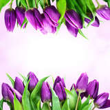 Fototapeta Tulipany - tulipan