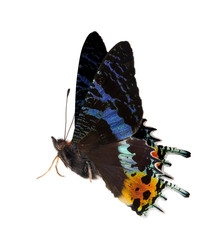 Sticker - side view of blue and orange butterfly