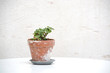 © artesiawells - Small geranium plant in terracotta pot