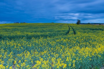 Rape field landscape