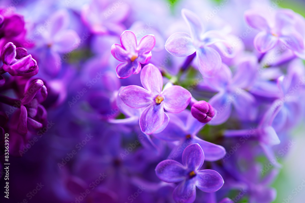 Beautiful violet lilac flower closeup - obrazy, fototapety, plakaty 